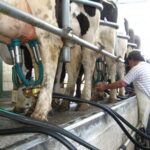 Producción de leche en Argentina crecería cerca de 7% en los próximos meses, según CREA