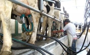 Producción de leche en Argentina crecería cerca de 7% en los próximos meses, según CREA
