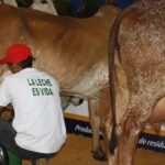 Producción de leche en el Huila se mantiene estable pese a presión de costos