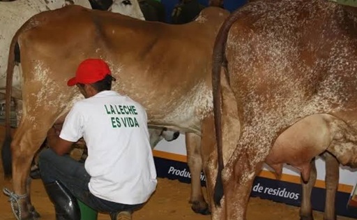 Producción de leche en el Huila se mantiene estable pese a presión de costos