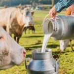 Productores de leche de Bolivia pedirán aumentar el precio por el impacto del dólar