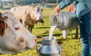 Productores de leche de Bolivia pedirán aumentar el precio por el impacto del dólar