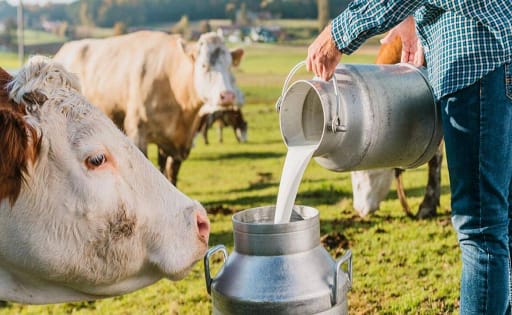Productores de leche de Bolivia pedirán aumentar el precio por el impacto del dólar