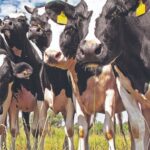 Productores impulsan cambios en el SIGLeA y avanzan en una agenda común para la lechería argentina Productores impulsan cambios en el SIGLeA y avanzan en una agenda común para la lechería argentina
