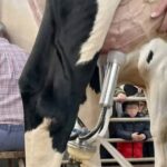 Proleche pide al Gobierno proteger a los ganaderos tras la aprobación del uso de leche en polvo 1 Proleche pide al Gobierno proteger a los ganaderos tras la aprobación del uso de leche en polvo