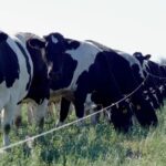 Rentabilidad mejora, pero el precio de la leche sigue 17% por debajo del equilibrio 1 Rentabilidad mejora, pero el precio de la leche sigue 17% por debajo del equilibrio