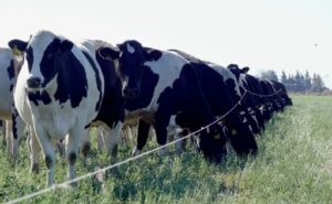 Rentabilidad mejora, pero el precio de la leche sigue 17% por debajo del equilibrio