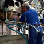 Santa Fe alerta por la crisis lechera deuda récord y cierre de establecimientos agravan la situación