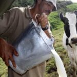 Sequía en Atlántico desploma un 60% la producción de leche y agrava la crisis ganadera Sequía golpea al Atlántico producción de leche cayó un 60% y ganaderos advierten de reservas secas