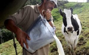 Sequía golpea al Atlántico producción de leche cayó un 60% y ganaderos advierten de reservas secas
