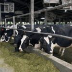 Taiwán desarrolla un suplemento que aumenta la producción de leche y mejora la salud de las vacas Taiwán desarrolla un suplemento que aumenta la producción de leche y mejora la salud de las vacas