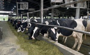 Taiwán desarrolla un suplemento que aumenta la producción de leche y mejora la salud de las vacas