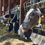 Tribunal Supremo confirma la participación de Lactalis en el cártel de la leche