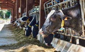 Tribunal Supremo confirma la participación de Lactalis en el cártel de la leche