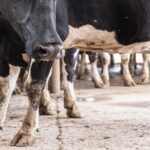 Una cooperativa desafía la crisis de la lechería tras la caída de SanCor