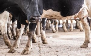 Una cooperativa desafía la crisis de la lechería tras la caída de SanCor