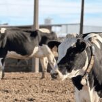 Una familia santafesina invierte en un segundo sistema robotizado para ampliar su producción de leche Una familia santafesina invierte en un segundo sistema robotizado para ampliar su producción de leche
