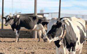 Una familia santafesina invierte en un segundo sistema robotizado para ampliar su producción de leche