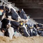 Unión de Uniones acusa a FENIL de alejar a los productores y cuestiona el liderazgo de INLAC Unión de Uniones acusa a FENIL de alejar a los productores y cuestiona el liderazgo de INLAC
