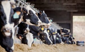 Unión de Uniones acusa a FENIL de alejar a los productores y cuestiona el liderazgo de INLAC