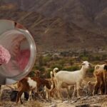 Argentina desarrolla un yogur en polvo de leche de cabra y pitaya roja
