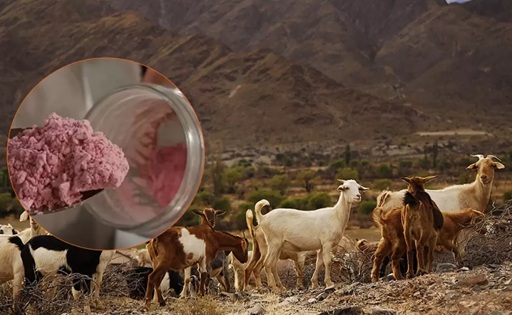 Argentina desarrolla un yogur en polvo de leche de cabra y pitaya roja