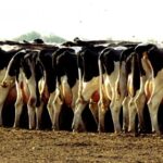 Argentina produce 9% más leche, pero los ingresos de los productores caen 10,8%