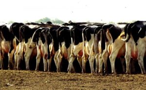 Argentina produce 9% más leche, pero los ingresos de los productores caen 10,8%