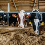 Bienestar animal y tecnología expertos analizan el futuro de la producción en ELBA 2026