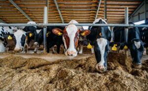 Bienestar animal y tecnología expertos analizan el futuro de la producción en ELBA 2026