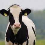 Brasil analiza crear contratos futuros de leche para reducir la incertidumbre de precios