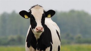 Brasil analiza crear contratos futuros de leche para reducir la incertidumbre de precios