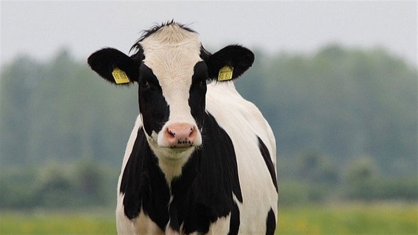 Brasil analiza crear contratos futuros de leche para reducir la incertidumbre de precios