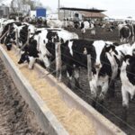 Carne Holando el ternero macho gana valor y abre un nuevo negocio para la lechería