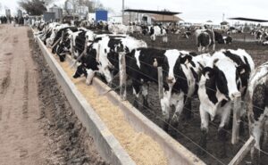 Carne Holando el ternero macho gana valor y abre un nuevo negocio para la lechería