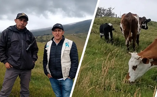 Ceniza volcánica golpea la lechería de Puracé reportan una caída del 80%