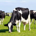Chile alcanzó un récord histórico de producción de leche y creció 5,9% en 2025