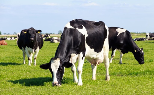 Chile alcanzó un récord histórico de producción de leche y creció 5,9% en 2025