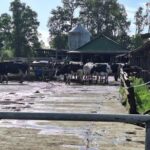 Chile produce más leche, pero el precio al productor sigue retrocediendo