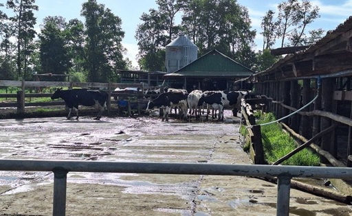 Chile produce más leche, pero el precio al productor sigue retrocediendo