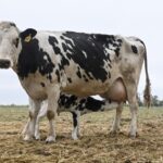 Comedores escolares proponen que la leche entrerriana gane lugar en las compras del Estado
