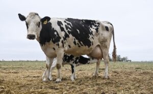 Comedores escolares proponen que la leche entrerriana gane lugar en las compras del Estado