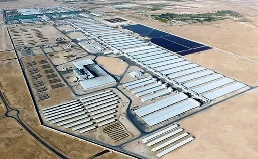 Construyen en Argelia una megagranja lechera con 270 mil vacas en el Sahara