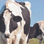 El Niño cómo preparar la producción lechera para reducir el impacto del exceso de lluvias