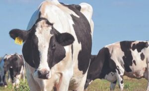 El Niño cómo preparar la producción lechera para reducir el impacto del exceso de lluvias