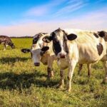 El Niño: el INTA recomienda anticiparse para proteger la producción de leche El Niño: el INTA recomienda anticiparse para proteger la producción de leche