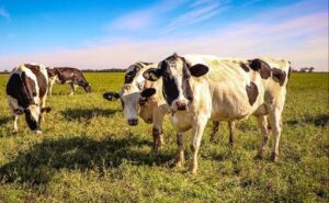 El Niño: el INTA recomienda anticiparse para proteger la producción de leche