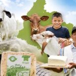 El modelo ganadero de Caquetá se expande y ya inspira a ocho departamentos de Colombia