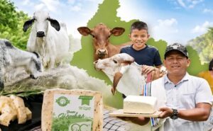 El modelo ganadero de Caquetá se expande y ya inspira a ocho departamentos de Colombia