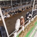 Galicia perdió el 88% de sus granjas, pero produce más leche que hace dos décadas